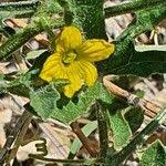 Image result for Cucumis ficifolius