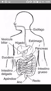 Aparato Digestivo Para Colorear