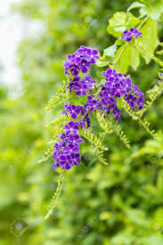 Image result for Duranta erecta