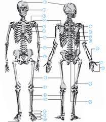 Sistem rangka merupakan sekumpulan organ yang memberikan bentuk, struktur dan gerak pada manusia. Fungsi Tulang Jari Kaki Wikipedia