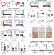 Tissue Specific Transcription Reprogramming Promotes Liver