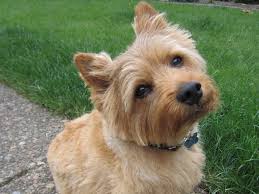 Despite his small size, the norwich is an eager and fearless worker of substantial substance. Norwich Terrier Spockthedog Com