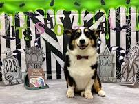 Howl-O-Ween