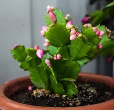Christmas cacti need bright, indirect light during the day to produce their beautiful blooms and to stay healthy. Why Is My Christmas Cactus Dropping Leaves Solved Smart Garden Guide