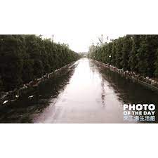 屏東內埔鄉東片村的學生宿舍 微風學院 竟然有一條長長的 綠色走廊 剛好在雨天送床來到宿舍裏 遇見潮濕路面上綠樹的倒影 更添美麗 床工場生活館 photooftheday country roads road