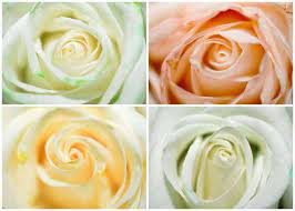 We did not find results for: Color Changing Flowers Science Project