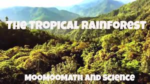 These distinct environments are known as biomes. The Tropical Rainforest Biome Facts Youtube