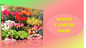 See spring flowers background stock video clips. Spring Season Flowers Name For Kids Youtube