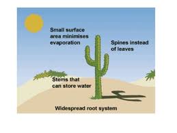 Less leaf surface area results in reduced water loss through the epidermis. B1 4 Plants Adaptation