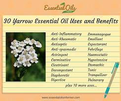 30 Amazing Yarrow Essential Oil Uses And Benefits That Will Blow You Away Yarrow Essential Oil Essential Oil Uses Oil Uses