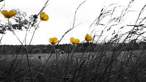 Amazon's choice for field of flowers wall art. Black And White Fields Flowers Grass Macro Wallpaper 85830