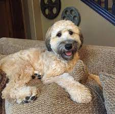 If You Re Wondering What Is A Whoodle It S Not A Character From A Dr Seuss Book A Whoodle Is An Amazing Cr Whoodle Dog Wheaten Terrier Puppy Whoodle Puppy