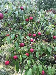 Image result for Cissus cornifolia