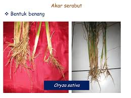 Akar serabut berbentuk seperti serabut. Akar Radix Sistem Perakaran Akar Tunggang Tap Root Radix Primaria Ppt Download