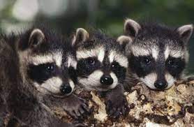 How Long Do Adolescent Raccoons Stay With Their Mother Animals Mom Com