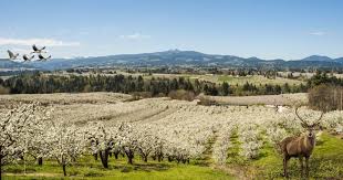 Where is the best place for growing fruits. The Best Fruit Trees For Colorado Progardentips