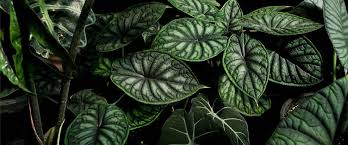 Image result for Alocasia