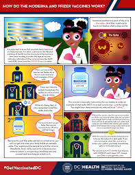 A vaccine works by training the immune system to recognize and combat pathogens, either viruses or bacteria. Https Coronavirus Dc Gov Sites Default Files Dc Sites Coronavirus Page Content Attachments Cartoon 20explainer 20how 20the 20moderna 20and 20pfizer 20vaccines 20work Pdf
