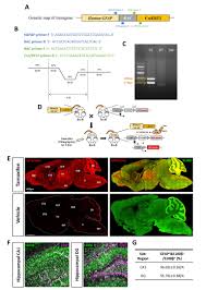 Tamoxifen prevents the recurrence of breast cancer and is also beneficial against bone demineralization as e2, tamoxifen is able to accelerate endothelial healing, but in contrast to e2 Astrocyte Specificity And Coverage Of Hgfap Creert2 Tg Gfap Cre Ert2 13kdmc Mouse Line In Various Brain Regions Abstract Europe Pmc