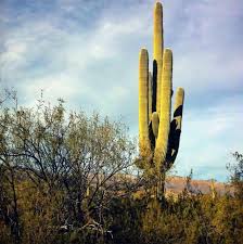 Plante care traiesc in desert. Arbust De DeÈert Plante De Paie Èi DeÈert Animale Interesante