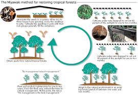 re creating native forests with native trees mitsubishi