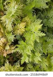 Image result for Selaginella lewalleana
