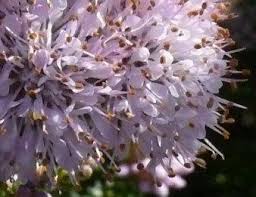 Image result for Agathisanthemum