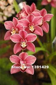 Hot Sale 100pcs 22 Colors Rare Cymbidium Orchid African Cymbidiums Seeds Orchids Wedding Flowers Orchid Flower Types Of Orchids