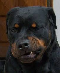 Rottie Smile Animaux Bebes Animaux Animaux De Compagnie