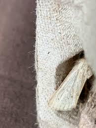 Image result for Photedes extrema