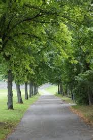 We also accept paypal, apple pay (ios only), klarna (not available on the app), clearpay, zippay, giftcards and prepaid debit cards. 140 Trees Ideas Buy Flowers Online Tree Flowers Online