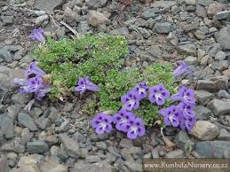 Image result for Aptosimum procumbens