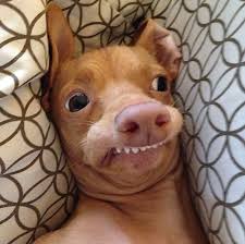 My brother & sil are trying to get their boston terrier rescue dog from jumping on me when i come in. Overbite Dog Scared Blank Template Imgflip