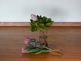 Maybe you would like to learn more about one of these? Golden Hawk Protea