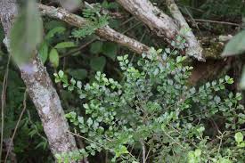 Image result for Afrocanthium mundianum