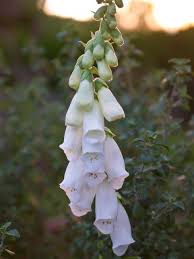 Fingerhut Alba Digitalis Purpurea Alba Gunstig Online Kaufen Pflanzen Pflanzen Bestellen Garten