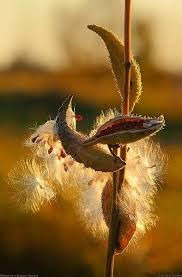 Milkweed Seed Pods Ascelepias Tuberosa In 2020 Milkweed Seeds Seed Pods Milkweed
