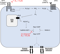 Two Novel Putative Mechanisms Of Action For Citalopram Induced Download Scientific Diagram