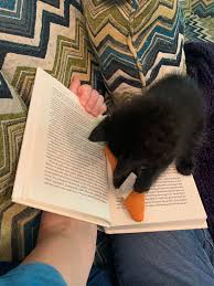 Pin By Lauri Macleod On Cats Cinnamon Sticks Spices Cinnamon