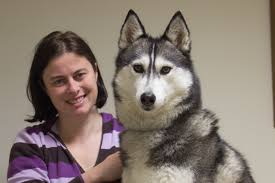 How to identify a siberian husky. Igloo Is A 7 Year Old Siberian Husky Pete The Vet