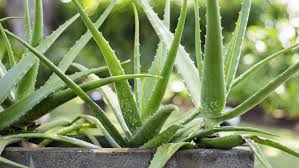 Image result for Aloe cameronii × christianii