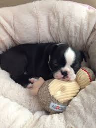 There is no gallery selected or the gallery was deleted. 5 Week Old Honey Boston Terrier Boston Terrier Dog Terrier