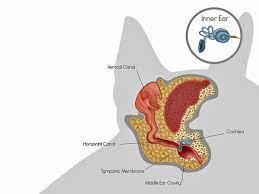 How To Clean Your Dog S Ears At Home