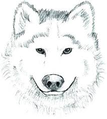You can print or color them online at. Realistic Husky Dog Coloring Pages Siberian Husky Puppy Coloring Pages Janel Captainamericagifts Com
