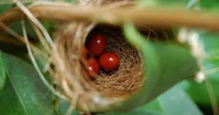 Birds That Lay Blue Eggs On The Ground What Are The Different Types Of Bird Nests Bird Nest Bird Nest