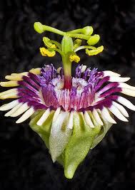 55 Beautiful Pictures Of Flowers For Your Inspiration Passiebloem Tuinieren En Bloemen