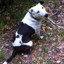 Maybe you would like to learn more about one of these? Bull Terrier Lab Mix Mister Popularity Among Bull Terrier Mixes 15 Photos Bull Terrier Hq