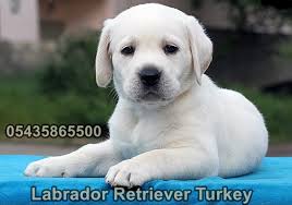 Yavru Labrador Bakimi Lab R Team Turkey