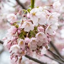 Most of the sakura trees are concentrated in hillside gardens of the high park. Blogto Cherry Blossoms At Trinity Bellwoods Facebook