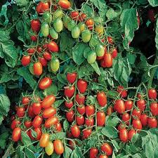 Earthworks St Peter Minnesota Tomatoes For Sale In Due Time Tomato Seeds Growing Tomatoes Growing Tomatoes From Seed
